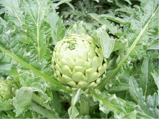 全球所有最罕见最奇葩的蔬菜,这种蔬菜比肉贵南方人经常吃