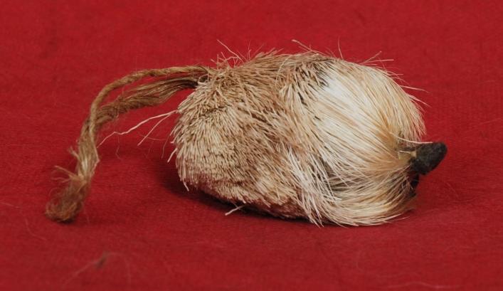 麝香真的假的区别,麝香真的会导致流产吗