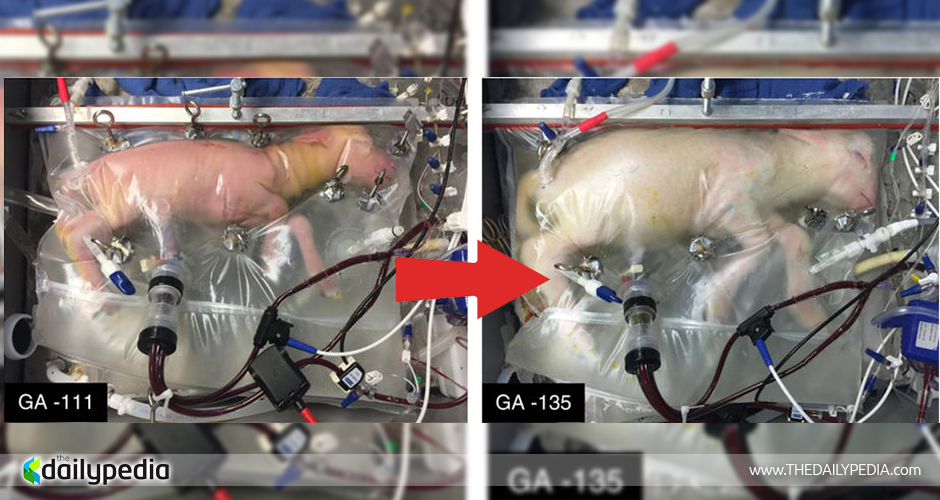 猛犸象能在南极洲活吗,猛犸象会被复活吗