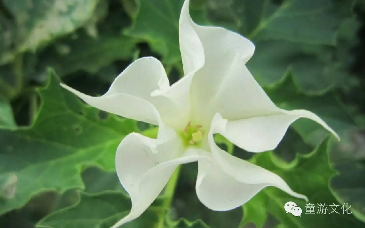 珠海几种常见的花,适合广东地区的观赏植物