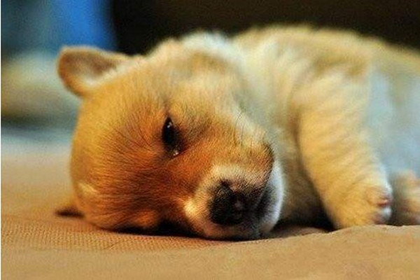 狗狗拉肚子的最快解决办法,狗狗拉肚子不怎么严重怎么办