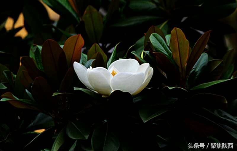 宝鸡：广玉兰我的最爱你是那样的高雅