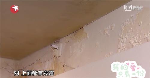 人猫共存空间设计,两只公猫两只母猫的房间怎么设计