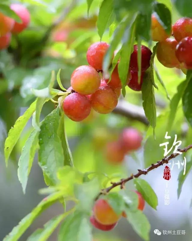 五一钦州旅游攻略及费用,钦州旅游活动