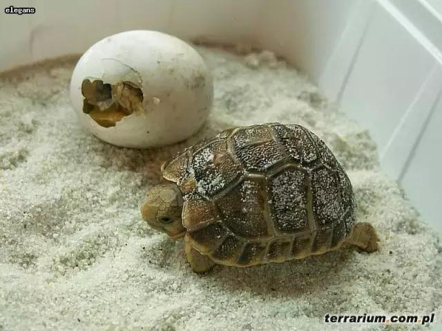 它被人冠以“小安格”的名号,却比真的安哥更金贵