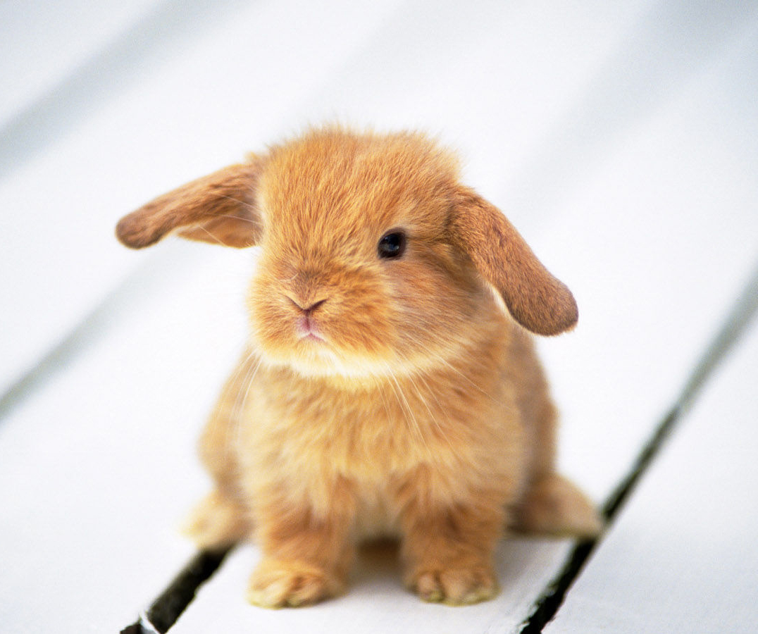 你还在为家中小兔子随地大小便而烦恼么？教你几招，从此不再烦恼