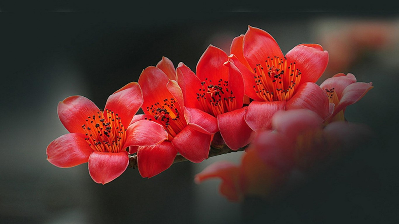 课外知识大扩展之——中国市花大全！