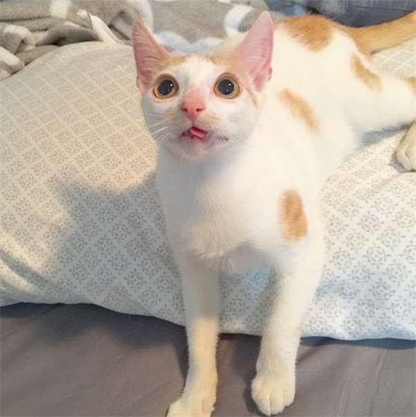 被撞的浪猫下巴严重的脱臼歪斜，想不到却意外成了它的特色招牌！