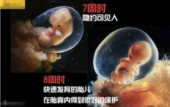 真实拍摄人类胚胎发育过程,10张图带你了解孕育全过程