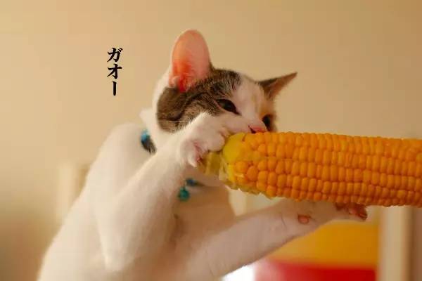 最强水果攻略,最强攻略放送