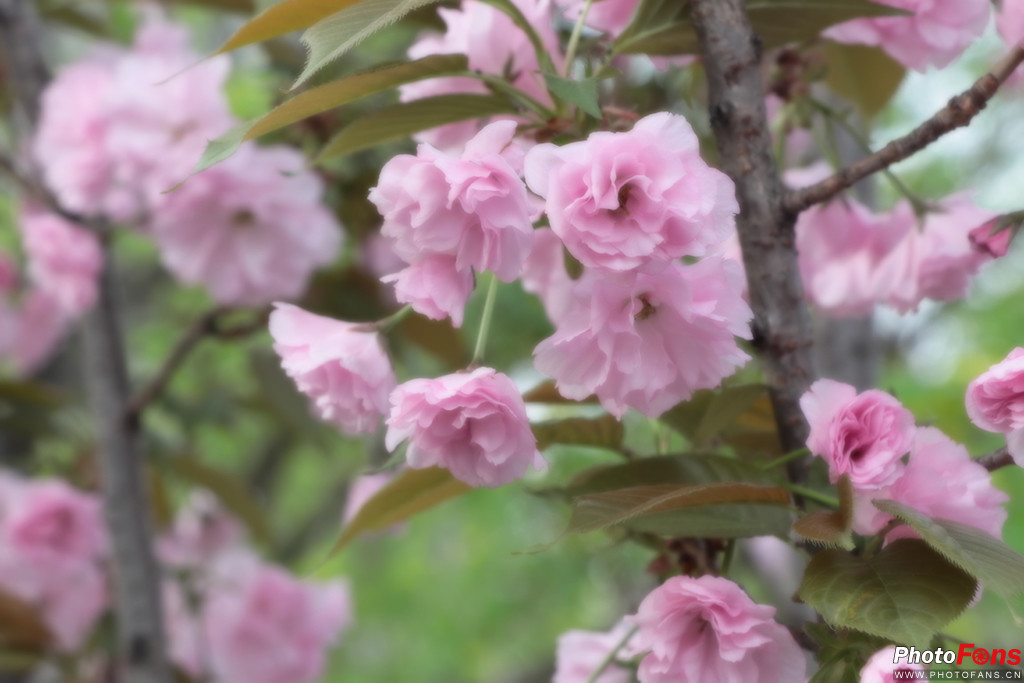 佳能eos77d出片怎么样,佳能eos77d有没有广角功能