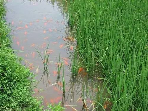 邛崃未来五年的发展,邛崃未来五年的规划