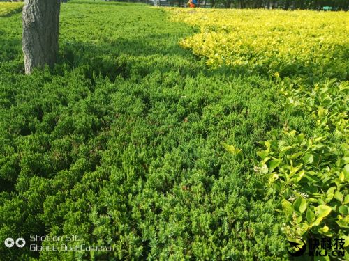 2599元！金立S10体验评测：全球首款四摄像头手机