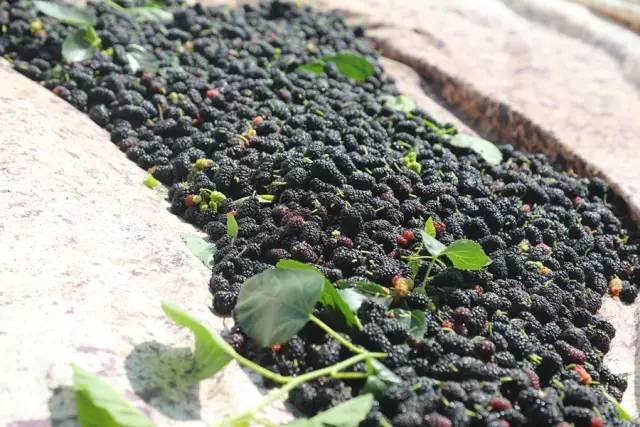 桑葚园采摘技巧,蓟州白桑葚鲜果