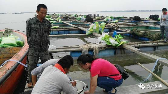 2020年金鲳鱼全国总产值,金鲳鱼养殖行情