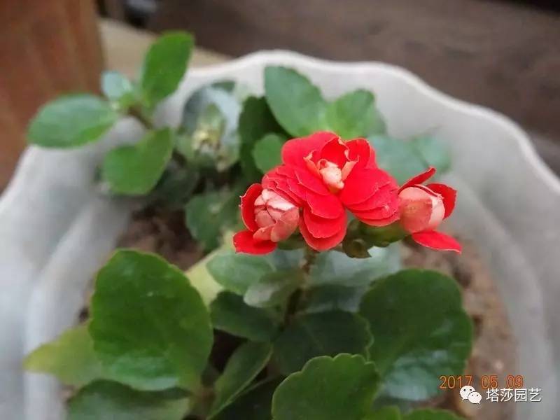 小城花事，泥土中滋生的花园梦