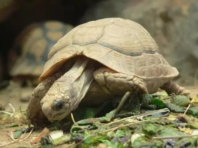 它被人冠以“小安格”的名号,却比真的安哥更金贵