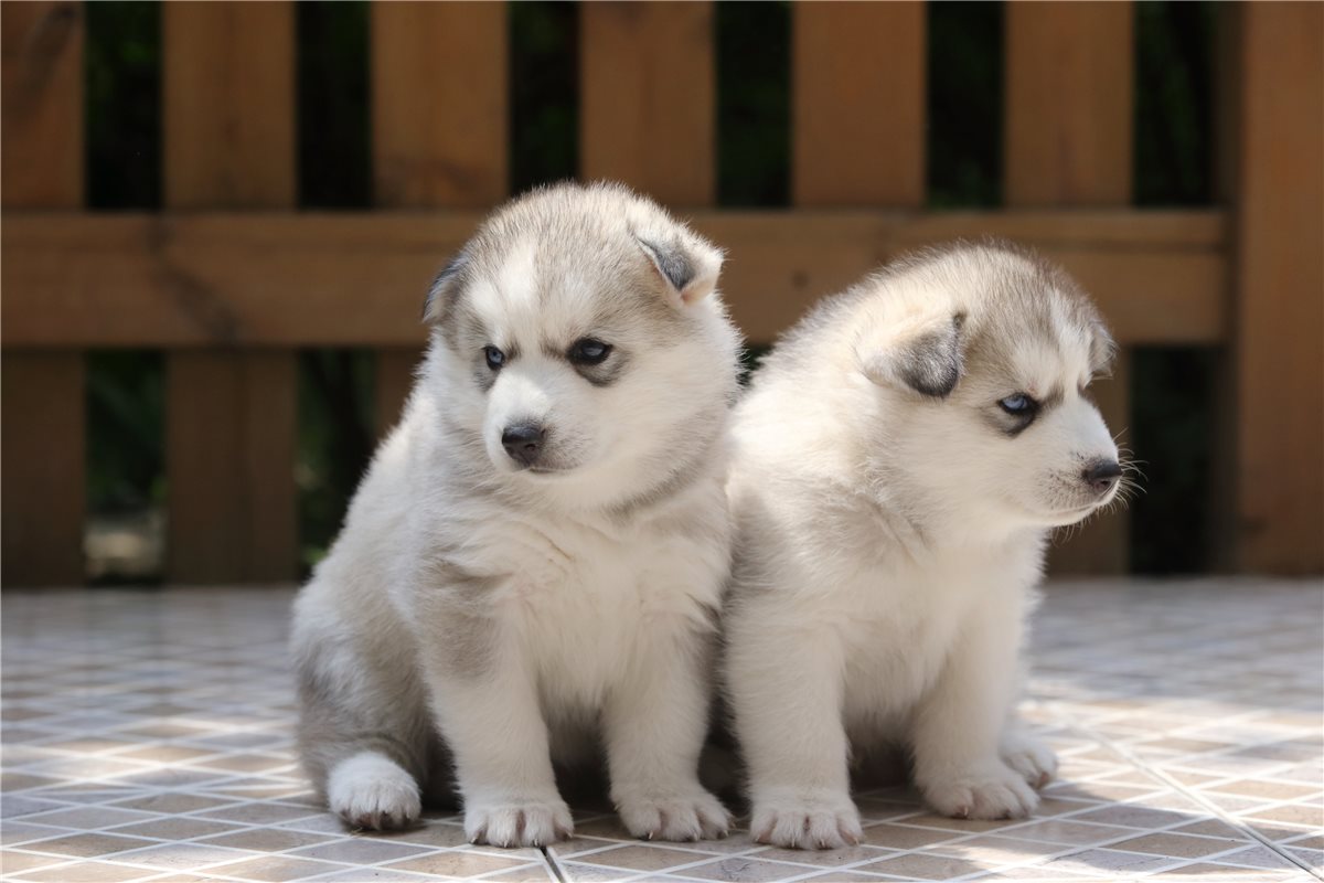 狗狗内心独白：主人，你真的懂我吗？（超感人）