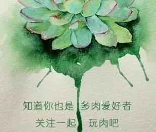 多肉植物贵货老桩都开始降价啦!到底要不要入手?来听听有经验的大神怎么说