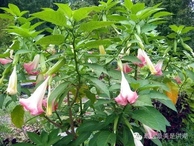 农村随处可见的野草,农村随处可见的草也能卖