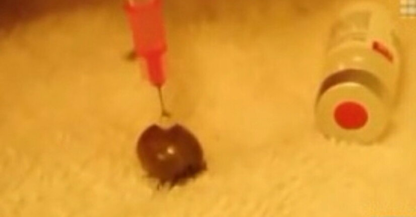 在蜱虫身体注射一氧化碳,蜱虫注入双氧水会怎么样