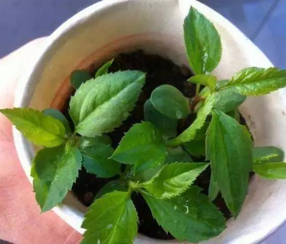 盆栽菠萝能长叶结果，苹果籽也能种出漂亮的小盆栽