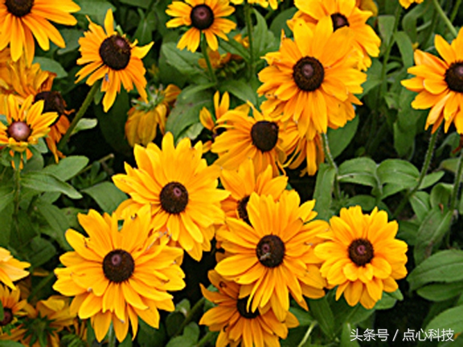 长得像向日葵又像菊花,长得像向日葵一样小小的花