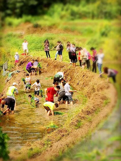 插秧端午节,包粽子赛龙舟端午节