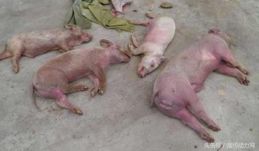 母猪产前需要做哪些工作,母猪产前产后做哪些预防