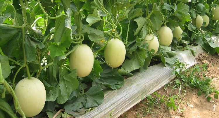 甜瓜*粉白**病怎么办？你知道药剂治理的要求吗？处理不当会出现药害