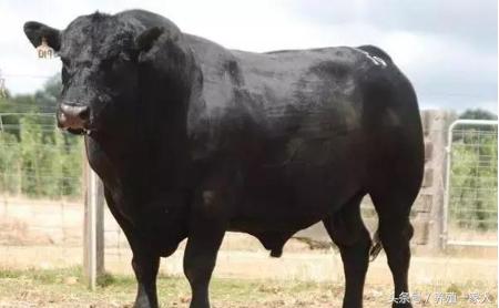 安格斯牛肉知识大全,安格斯肉牛养殖基地