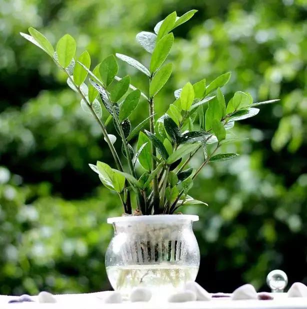 姘村煿鐜夋爲妞嶇墿,鐩嗘牻鐨勯搧鏍戝彲浠ユ按鍩瑰悧