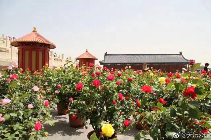 北京月季花海在哪里,北京最美月季景点