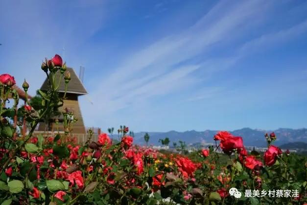 北京月季花十里花海在什么地方,月季花海等你来赏2018北京