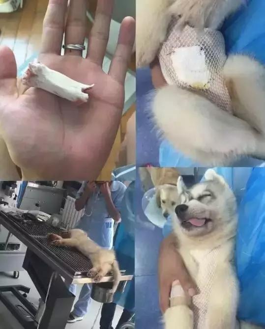 对狗狗最有害的水果,对狗致命的10种花