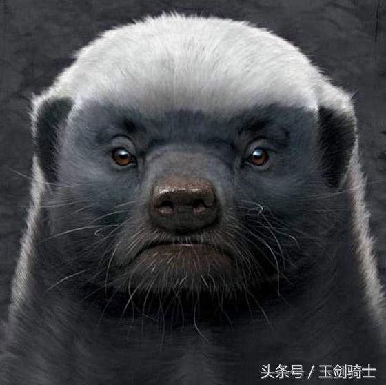 世界上最厉害的动物平头哥,平头哥盘点十大速度最快的动物