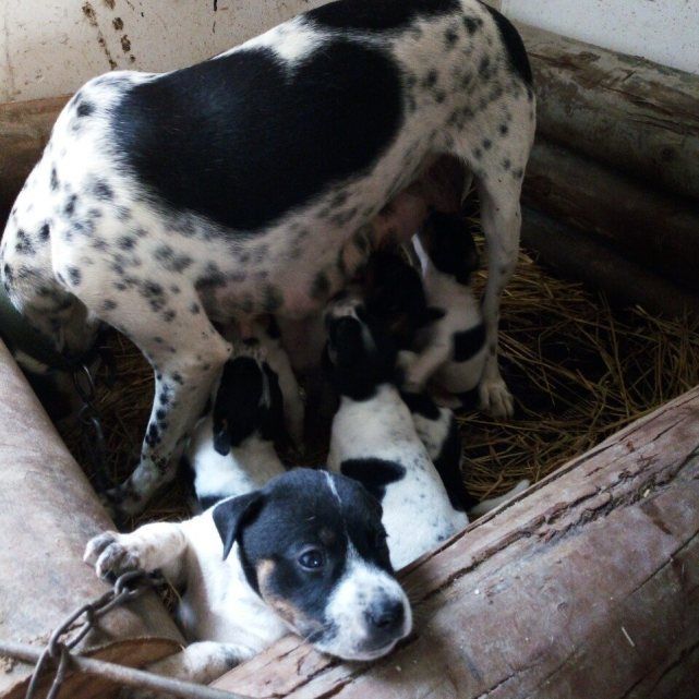 漂亮小花狗,漂亮又可爱小花狗
