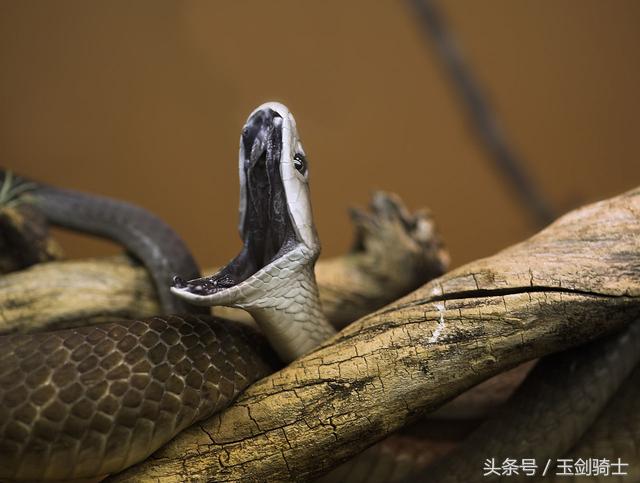 世界十大毒蛇排行榜前十名有哪些,世界十大毒蛇排行榜泰坦蟒