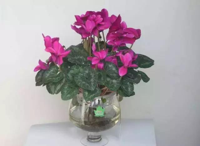 姘村煿鐜夋爲妞嶇墿,鐩嗘牻鐨勯搧鏍戝彲浠ユ按鍩瑰悧