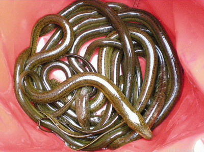 如何区分野生黄鳝和家养黄鳝,怎么样去辨别野生黄鳝和家养黄鳝