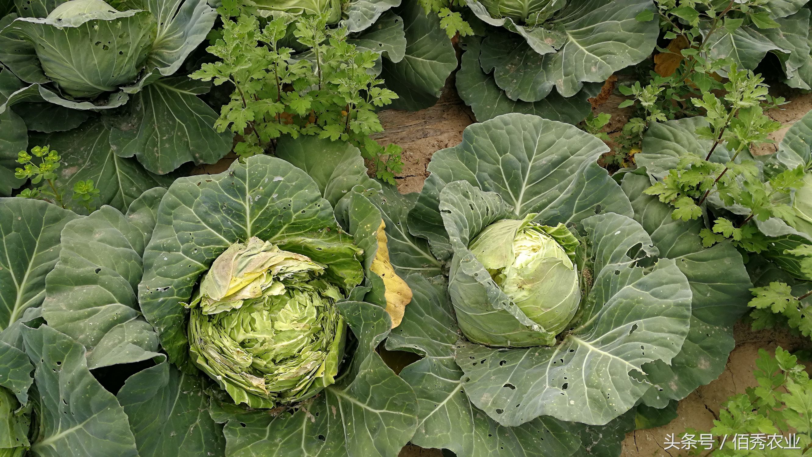 农民蔬菜销路如何解决,蔬菜卖不掉问题出在哪里