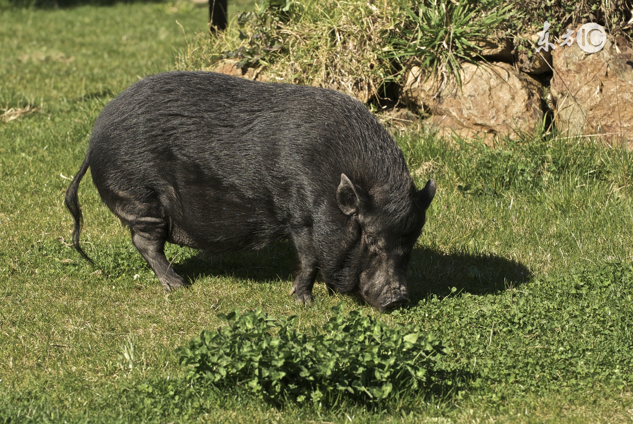 饲料中的霉菌毒素怎么去除,饲料霉菌毒素的危害