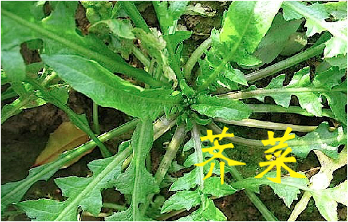 农村常见的43种中草药,农村常见却被忽略的草药