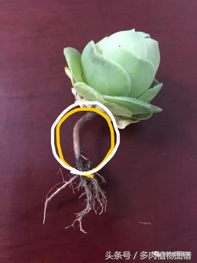 如何判断山地玫瑰是缺水还是休眠,山地玫瑰休眠之后浇水了怎么办