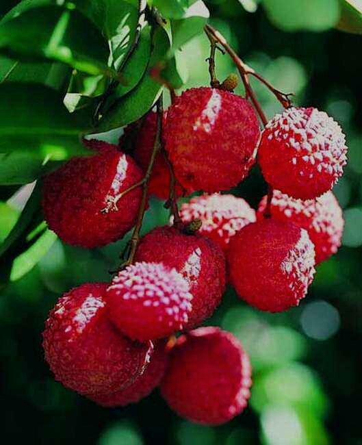 为博美人一笑不惜一切的诗句,只为博妃子一笑