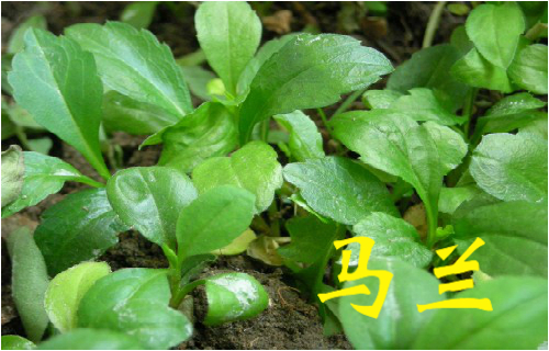 农村常见的43种中草药,农村常见却被忽略的草药