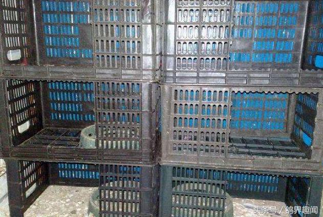 散养鸽子窝怎样搭建,废旧物品利用养鸽子