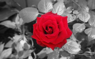 文学经典语录英语原句,一些经典英语句子摘抄