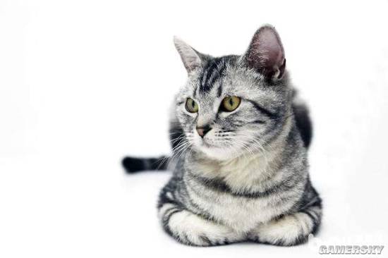 八大珍稀猫,十大名贵猫大黑猫多少钱