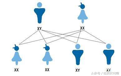 生男女是命中注定的吗,生男还是生女是不是天注定的